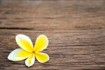 白色黄色的花plumeria