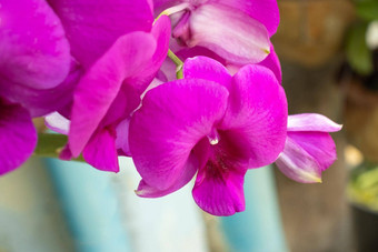 特写镜头粉红色的紫色的兰花花