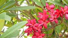 异国情调的粉红色的花盛开的鸡蛋花plumeria利拉瓦迪集白色热带花绿色树自然热带异国情调的背景