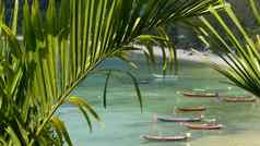 船海岸岛传统的色彩斑斓的钓鱼船只浮动平静蓝色的水白色沙子海岸热带异国情调的天堂岛视图绿色棕榈叶子KOHPhangan