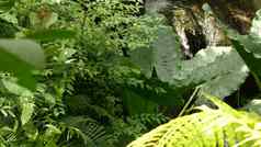 溅水热带雨林丛林热带异国情调的背景流野生多汁的绿色叶子森林雨森林花园绿色植物新鲜的充满活力的天堂植物树叶散景