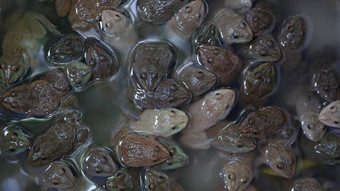 青蛙脏水市场前视图青蛙游泳泥泞的水过度拥挤的玻璃容器查图恰克市场曼谷泰国
