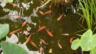 自然绿色植物背景充满活力的色彩斑斓的日本锦 鲤鲤鱼鱼游泳传统的花园湖池塘中国人花俏的鲤鱼水表面东方<strong>符</strong>号《财富》杂志<strong>好运</strong>气