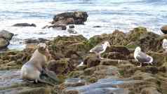 海狮子岩石小艇野生有耳的密封休息太平洋海洋石头有趣的野生动物动物偷懒的海滩受保护的海洋哺乳动物自然栖息地三迭戈加州美国