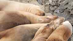 海狮子岩石小艇野生有耳的海豹休息太平洋海洋石头有趣的懒惰的野生动物动物睡觉受保护的海洋哺乳动物自然栖息地三迭戈加州美国