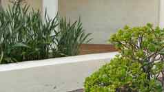 地中海乡村建筑空一边街绿色花园自然绿色植物西班牙语殖民风格郊区常绿多汁的植物白色农村房子墨西哥农村审美