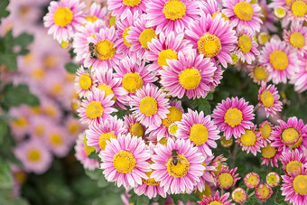 花背景花粉红色的菊花花园床上
