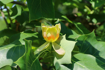 树开花黄色的<strong>杨树</strong>