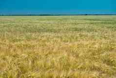 小麦场农业场品种小麦
