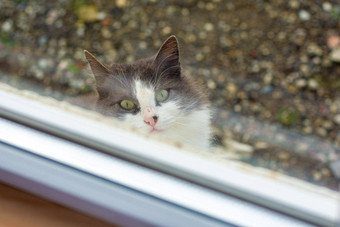 流浪猫可怜地窗口