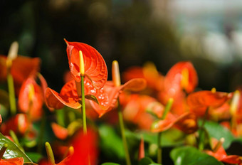 橙色花烛属植物花<strong>火烈鸟</strong>花花园