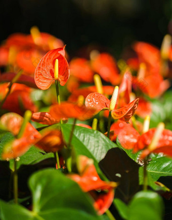 橙色花烛属植物花<strong>火烈鸟</strong>花花园