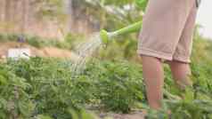 亚洲孩子男孩学前教育日益增长的学习浇水植物树