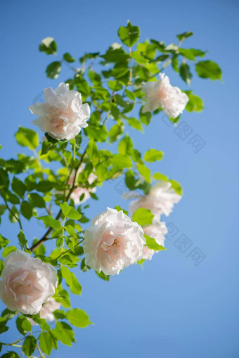 轻轻粉红色的玫瑰蓝色的天空玫瑰花园<strong>布拉格</strong>