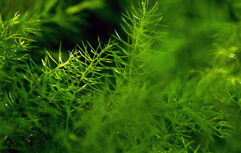 新鲜绿色细叶子<strong>芦笋</strong>蕨类植物自然背景