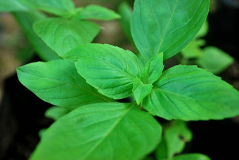 罗勒重要的植物食物