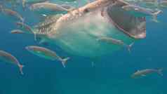 鲸鱼鲨鱼海洋