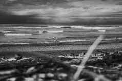 黑色的白色摄影海滩海洋狗海滩