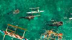 oslob鲸鱼鲨鱼看菲律宾宿务岛岛
