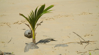 椰子棕榈树发芽热带海滩