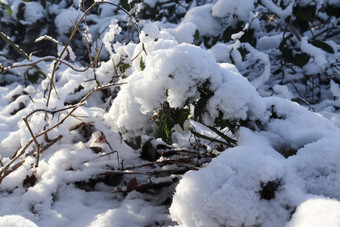 自然背景纹理雪腕带叶子