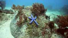 海星珊瑚
