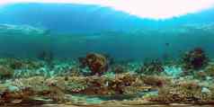 珊瑚礁热带鱼菲律宾学位视图
