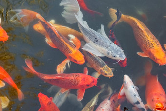 鲤鱼中国人锦 鲤色彩斑斓的鱼游泳水前视图整个框架