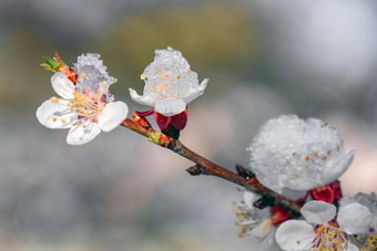 盛开的树分支机构雪背景