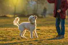 白色贵宾犬草坪上男孩