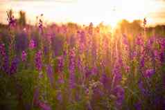美妙的日落神奇的色彩斑斓的景观蓝色的粉红色的羽扇豆花