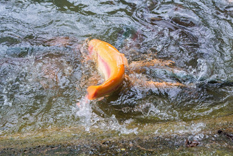 金彩虹鳟鱼鱼农场溅水