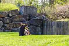 羚羊大锋利的角休息绿色草坪上动物园
