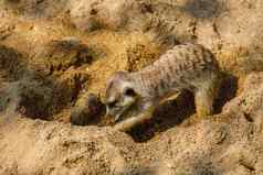 猫鼬挖掘洞沙子动物园
