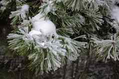 绿色云杉分支机构冬天一天覆盖冰雪