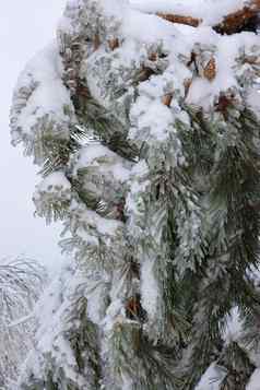 绿色云杉分支机构冬天一天覆盖冰雪