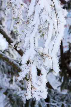 绿色云杉分支机构阳光明媚的冬天一天覆盖雪雪花