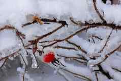 重冰冷的分支机构树冬天红色的苹果