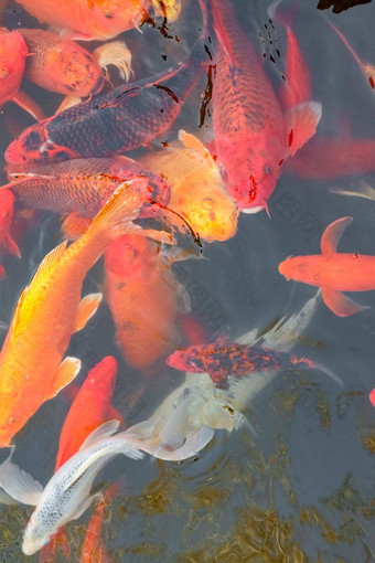 鲤鱼中国人锦 鲤色彩斑斓的鱼游泳水前视图整个框架