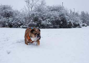 红色的英语英国斗牛犬狗走运行雪