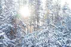 冬天景观雪松森林景观