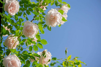 轻轻粉红色的玫瑰蓝色的天空玫瑰花园布拉格