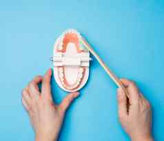 女手持有塑料模型人类下巴白色牙齿木牙刷