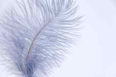 鸵鸟彩色的羽毛白色背景笔孤立的背景