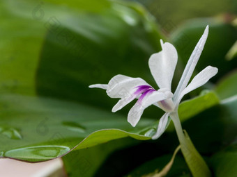 新鲜<strong>绿色</strong>叶子<strong>白色花</strong>瓣芳香姜花