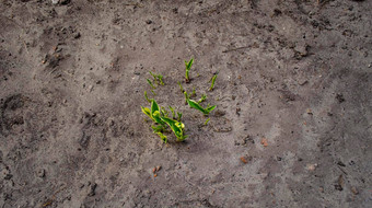 年轻的豆芽成长毫无生气的灰色的土壤前视图<strong>生态农业</strong>概念