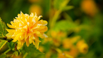 夏天黄色的花开花群黄色的黛西花关闭场美丽的黄色的花背景锥形花草地花