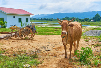 牛啃食小私人路边农场亚洲村热带岛