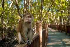 野生猴子坐在桥红树林森林
