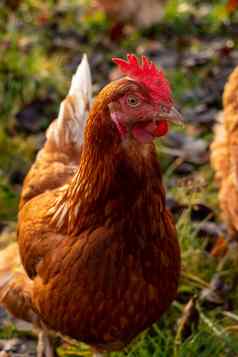 关闭棕色（的）母鸡有机免费的范围鸡农场德国